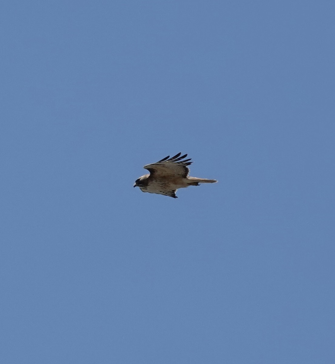 Red-tailed Hawk - ML617810678