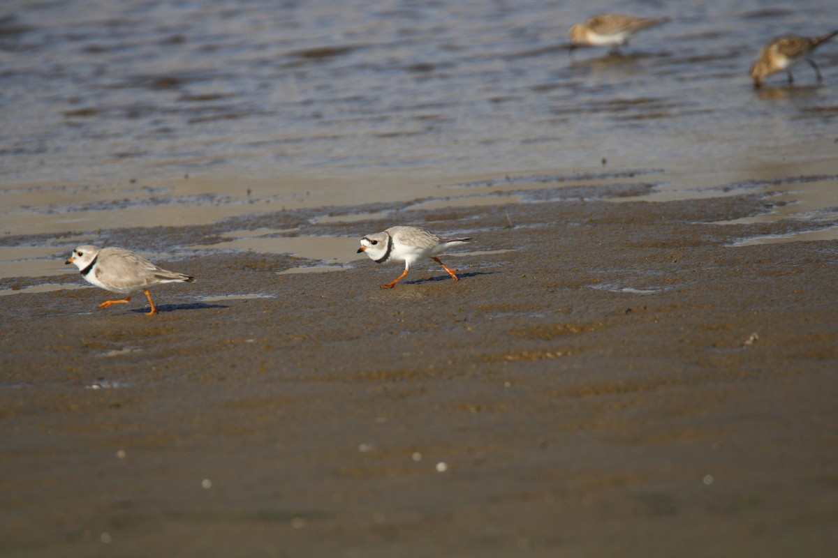 Piping Plover - ML617810680
