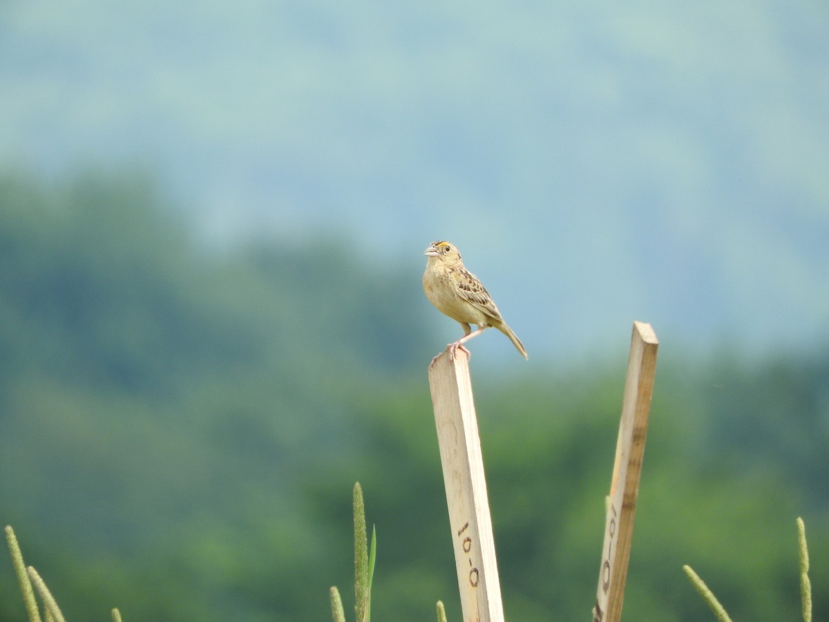 Grasshopper Sparrow - ML617810706