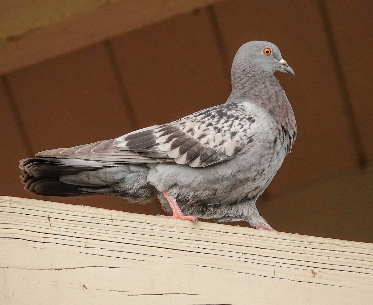 Rock Pigeon (Feral Pigeon) - ML617810765