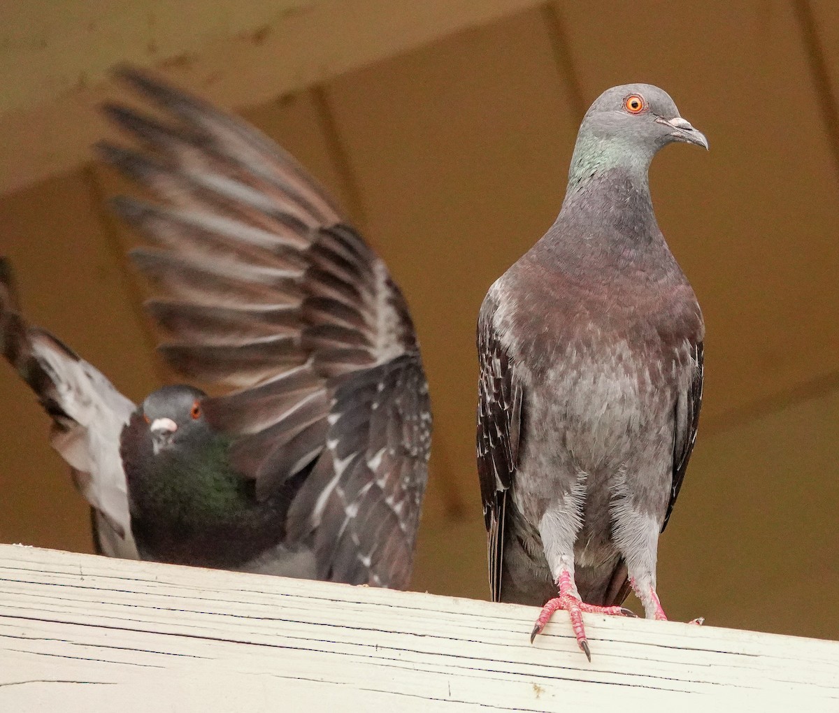 Rock Pigeon (Feral Pigeon) - ML617810766