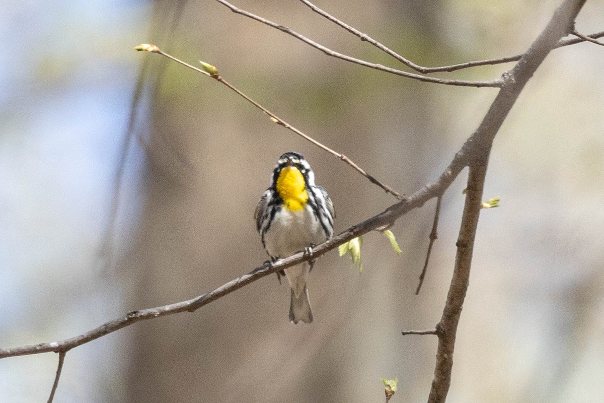 Yellow-throated Warbler - ML617810776