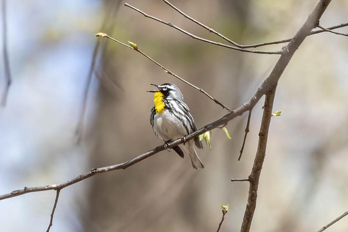 Yellow-throated Warbler - ML617810777