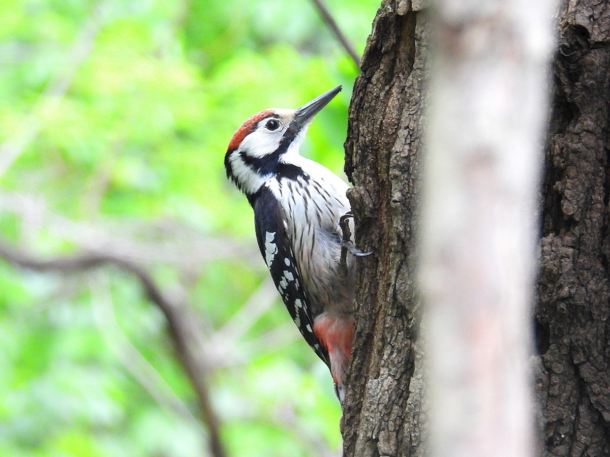 White-backed Woodpecker - ML617810830