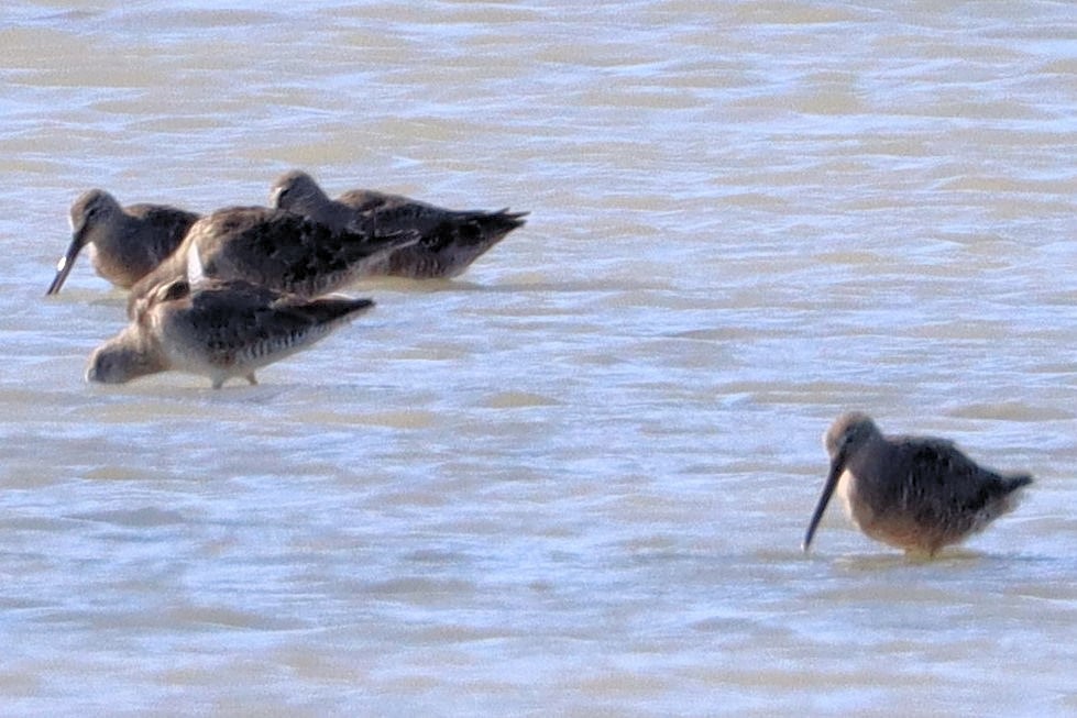 Long-billed Dowitcher - ML617810874