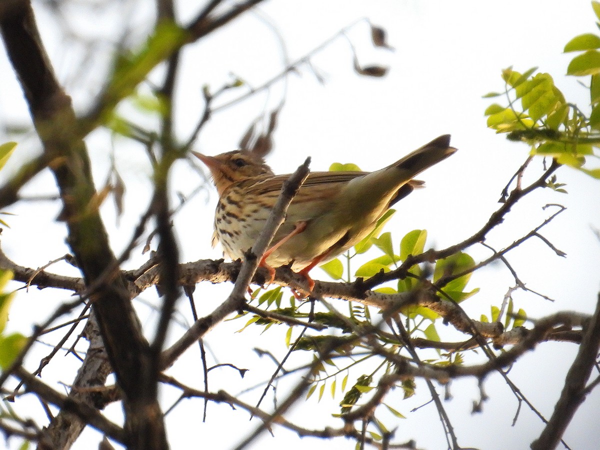 Olive-backed Pipit - ML617810902