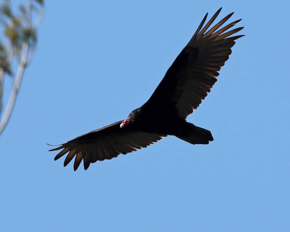 Turkey Vulture - ML617810917
