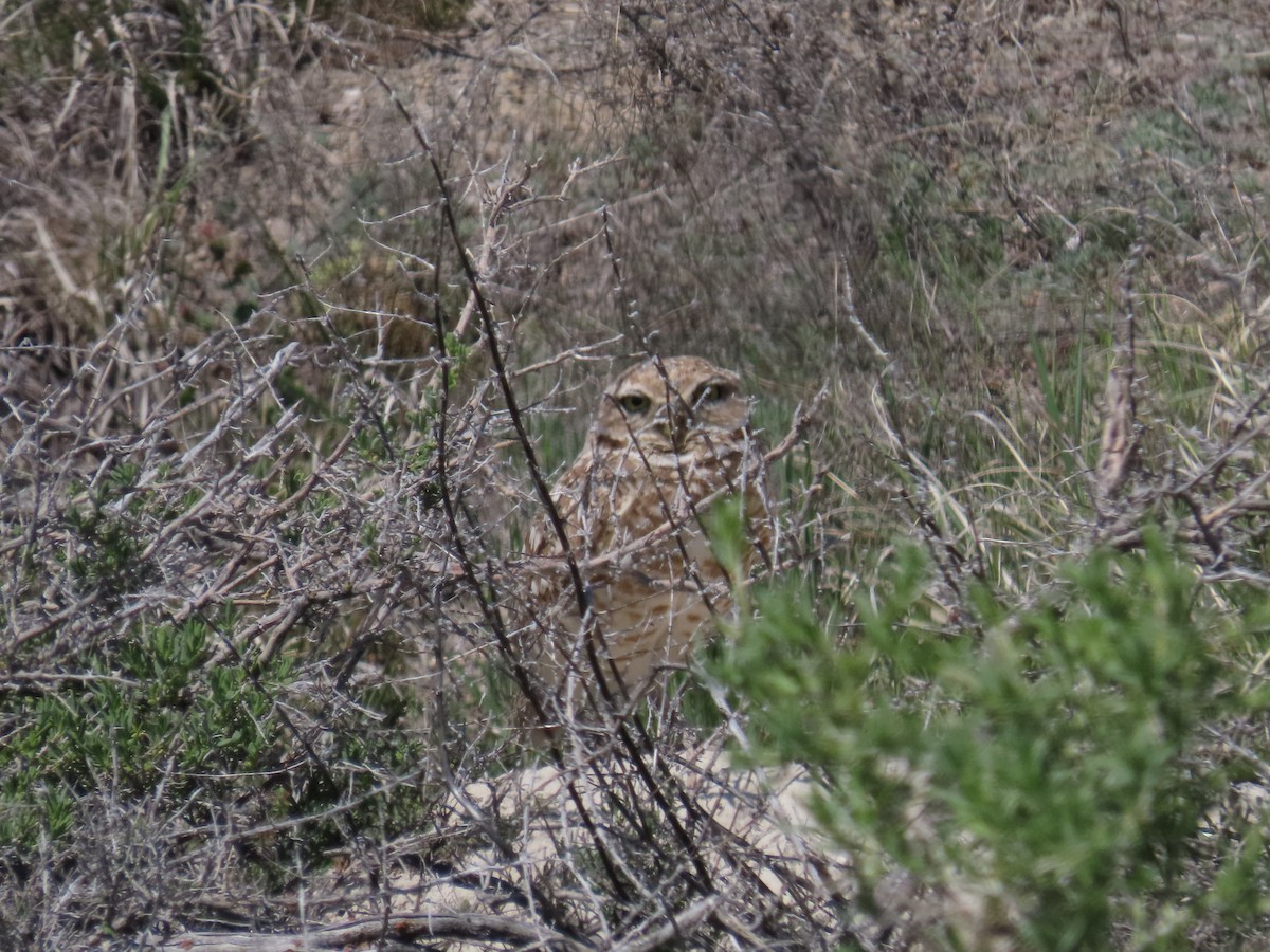 Burrowing Owl (Western) - ML617810939