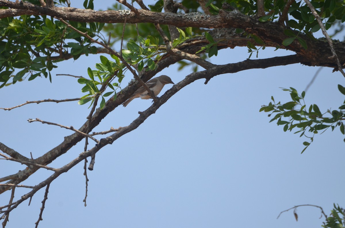 Yellow-throated Sparrow - Karthikeyan G B