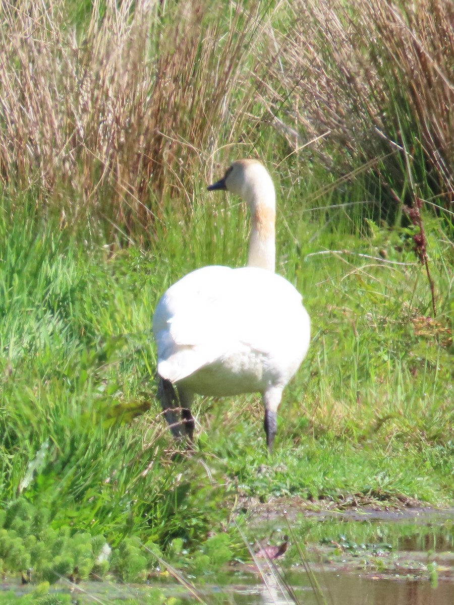 Tundra Swan (Whistling) - The Spotting Twohees