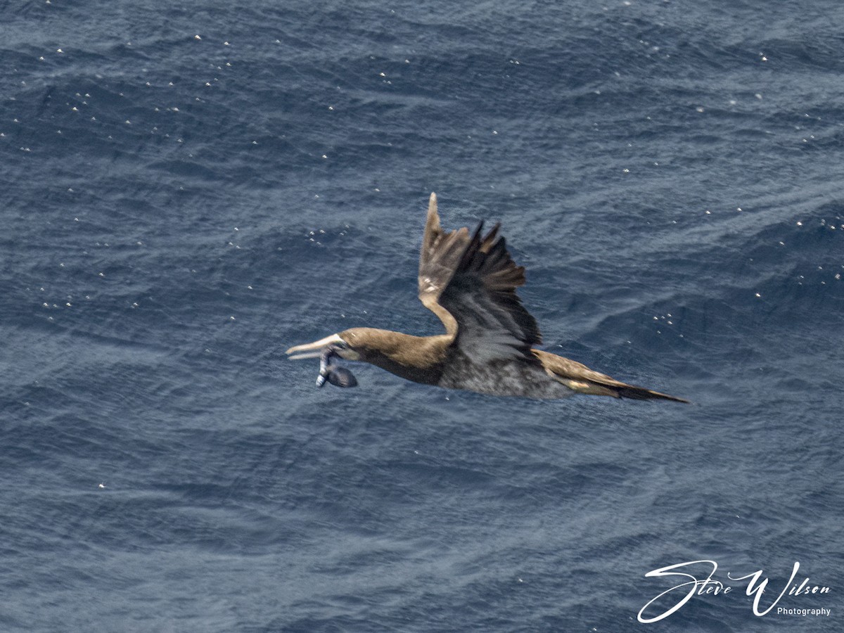 Brown Booby - ML617811039