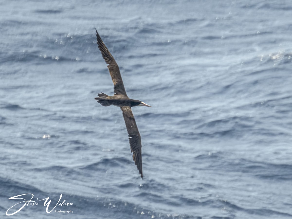 Brown Booby - ML617811040