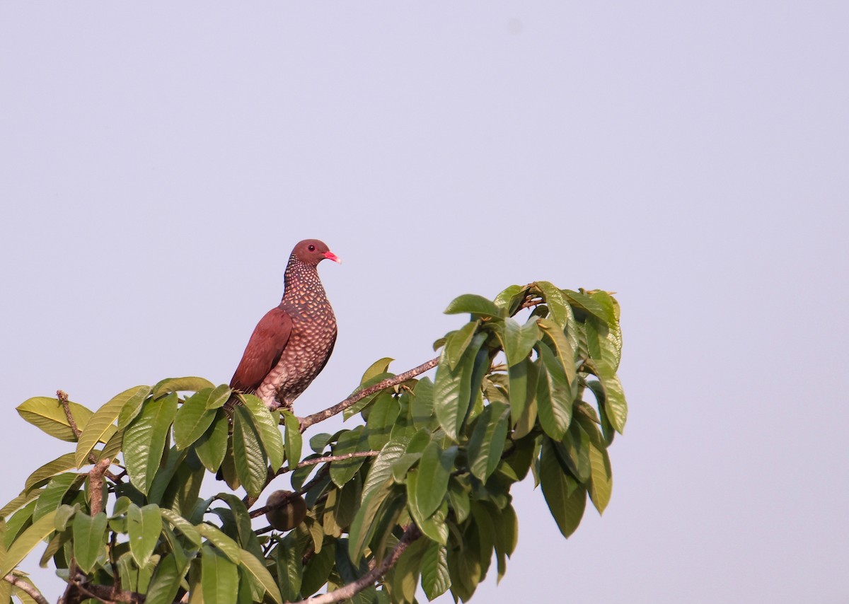 Scaled Pigeon - ML617811056
