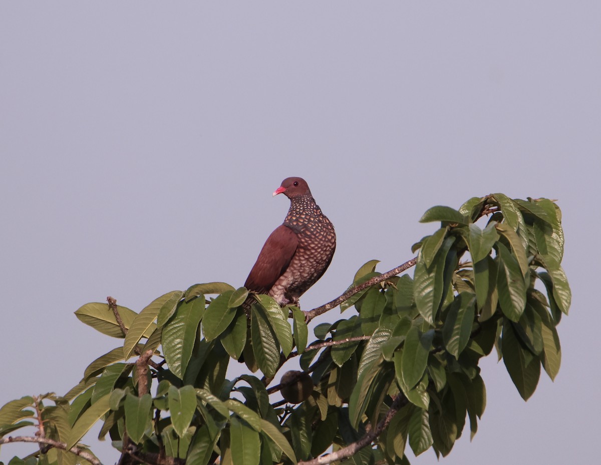 Scaled Pigeon - ML617811057