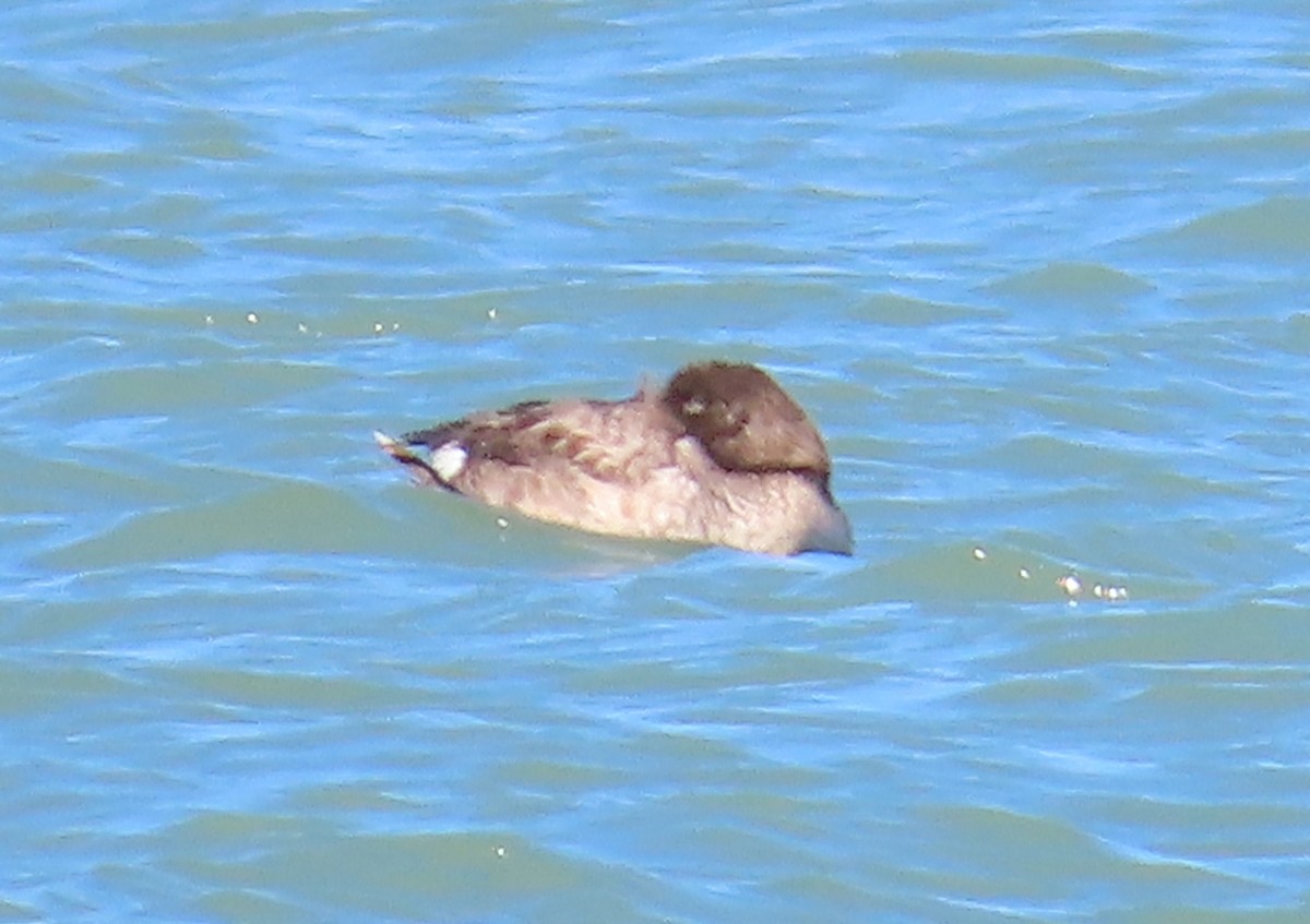 White-winged Scoter - The Spotting Twohees