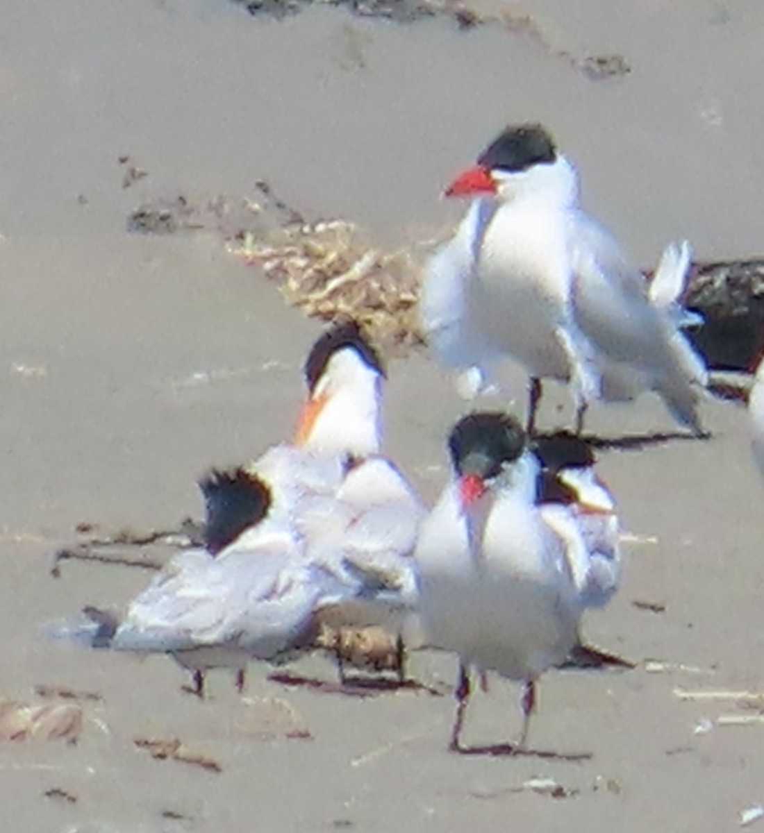 Elegant Tern - The Spotting Twohees