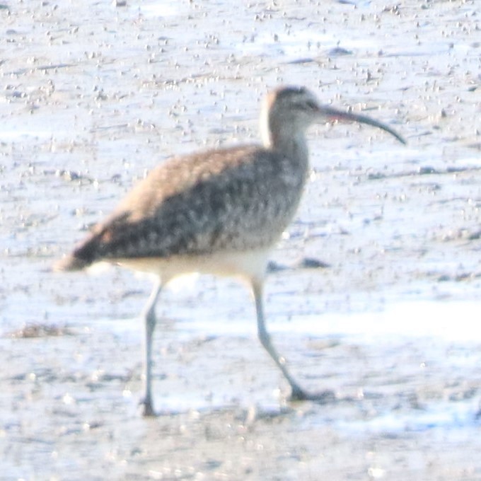 Long-billed Curlew - ML617811226