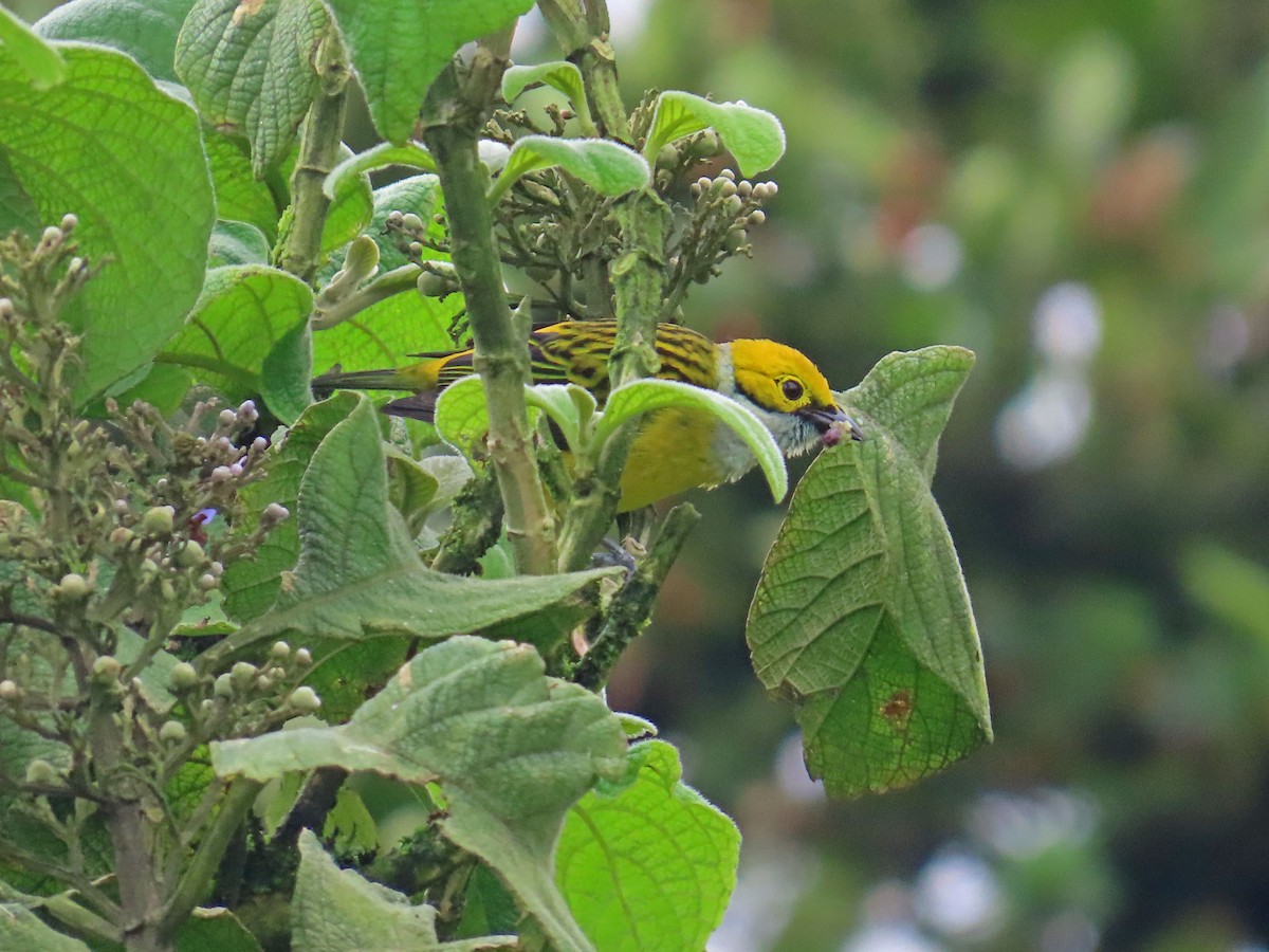 Silver-throated Tanager - Tom Edell
