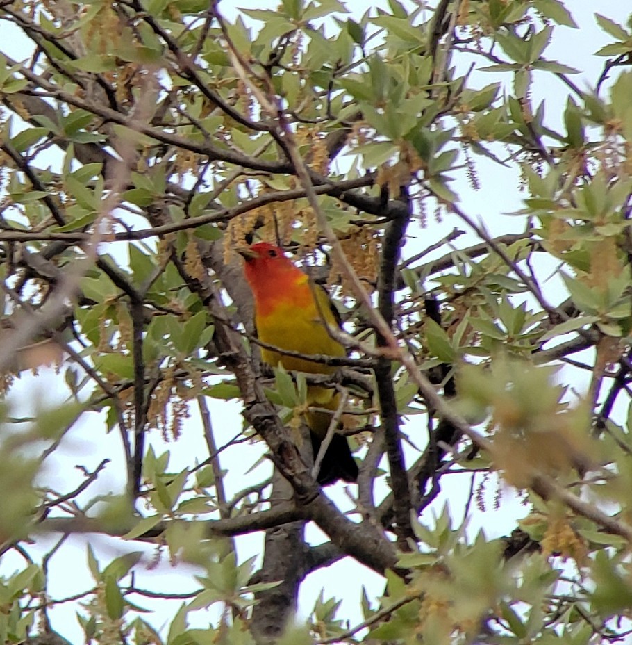 Western Tanager - Jesse Huth