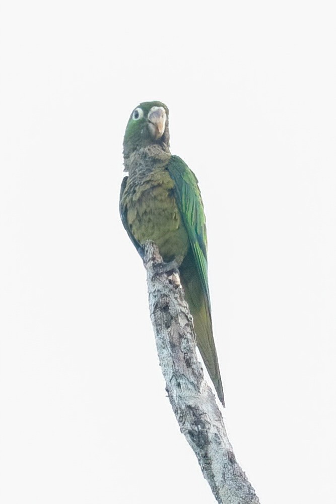 Olive-throated Parakeet - ML617811438