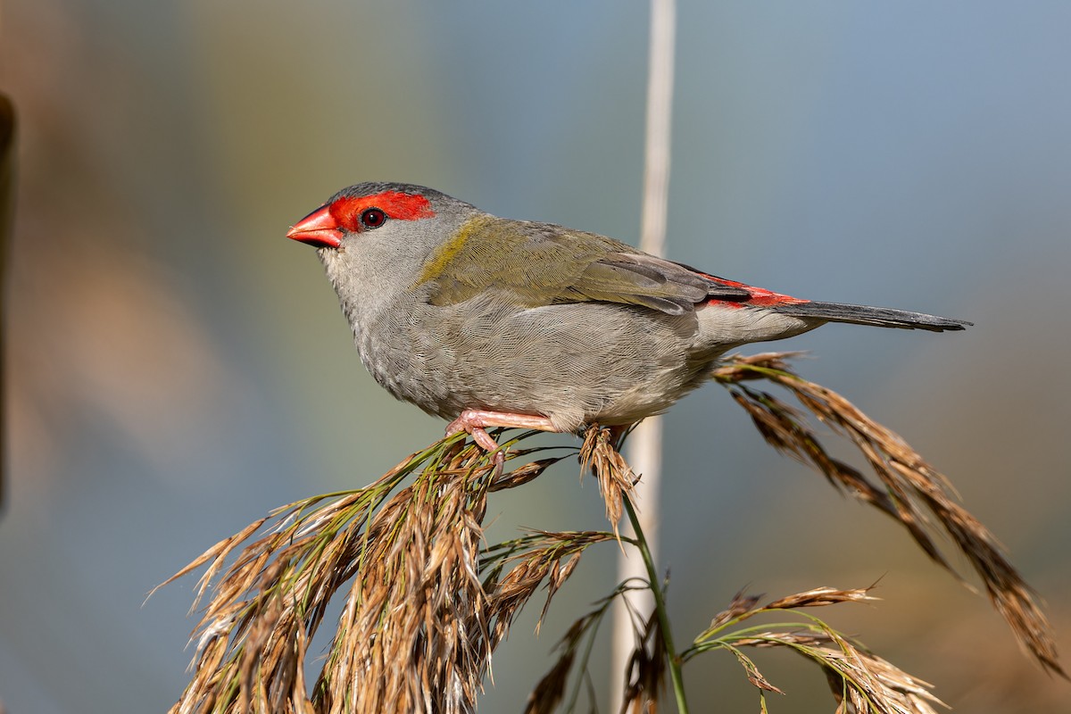 Red-browed Firetail - ML617811442