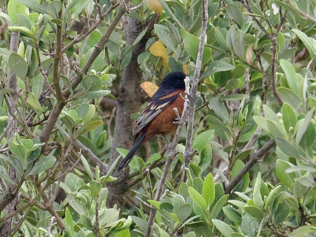Orchard Oriole - Yve Morrell
