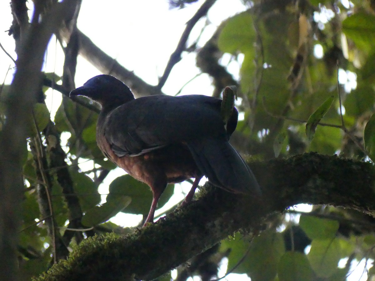 Sickle-winged Guan - ML617811474