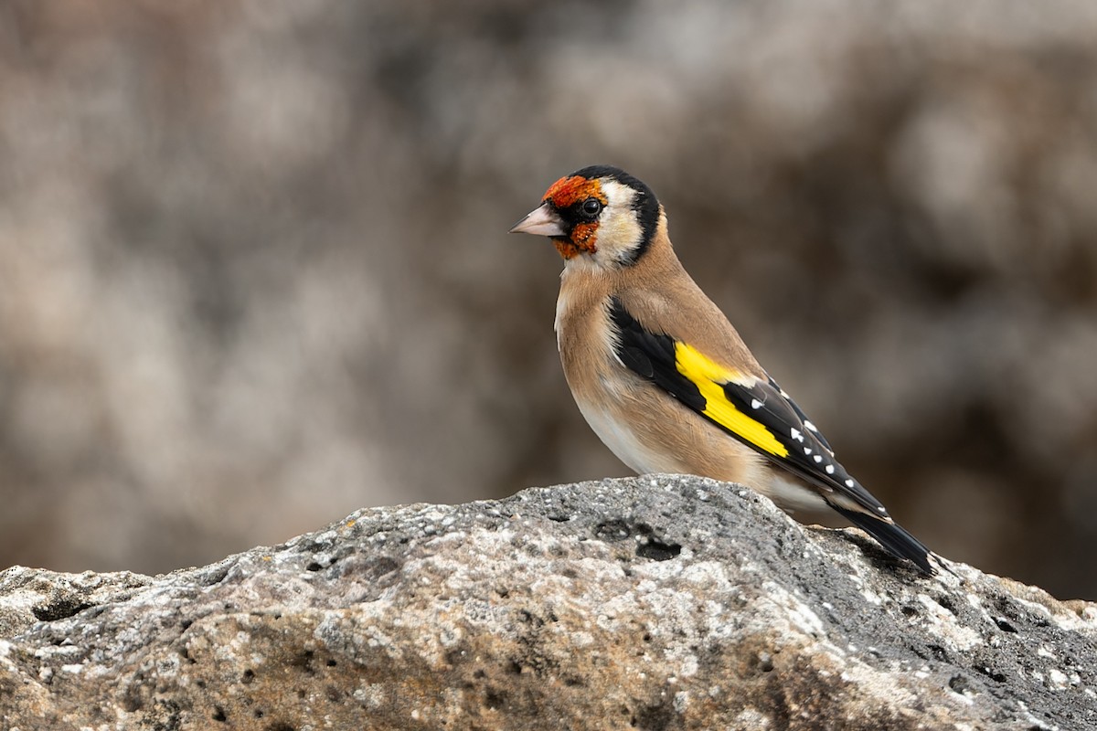 European Goldfinch - John  Van Doorn