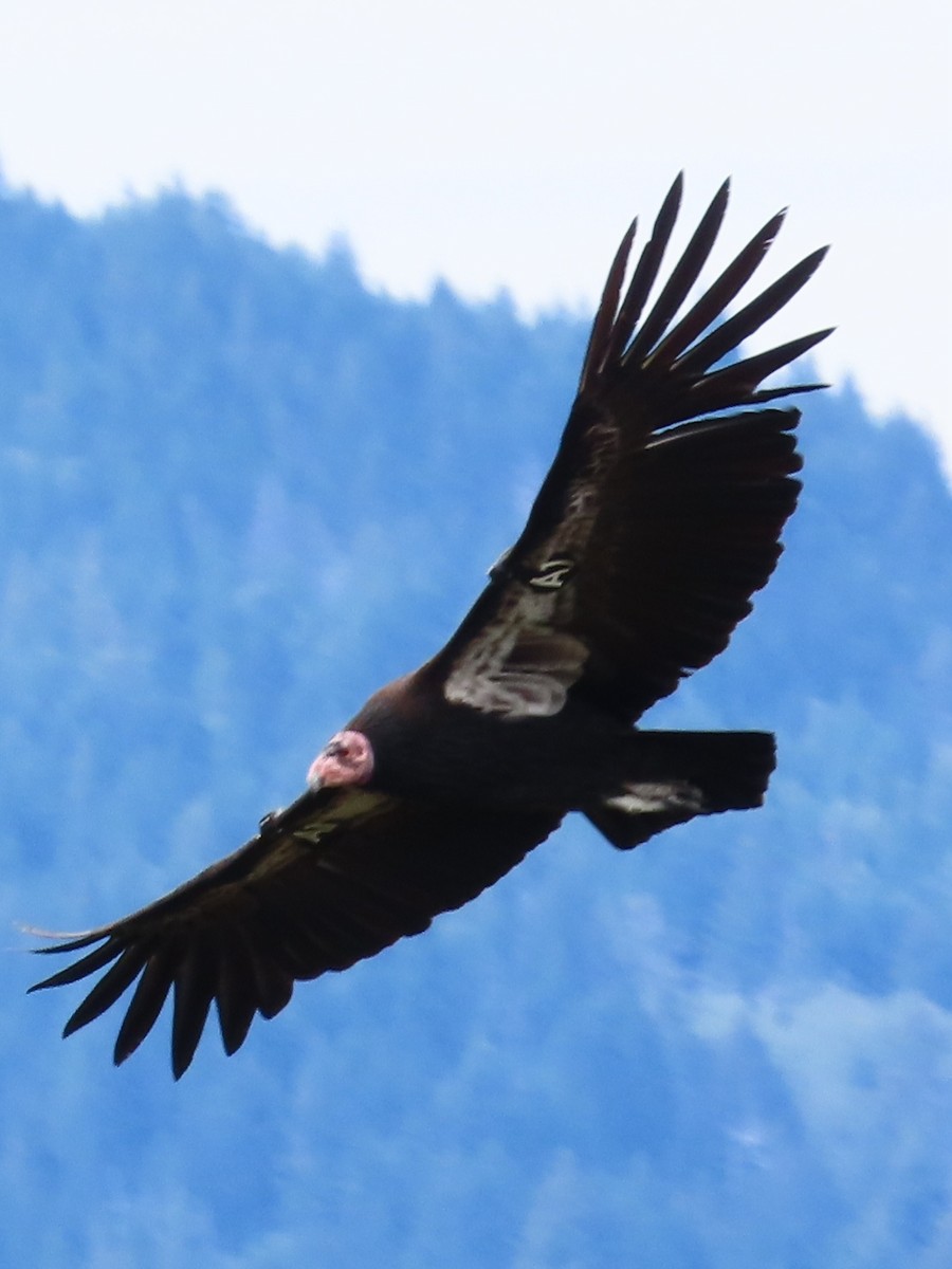 California Condor - ML617811565