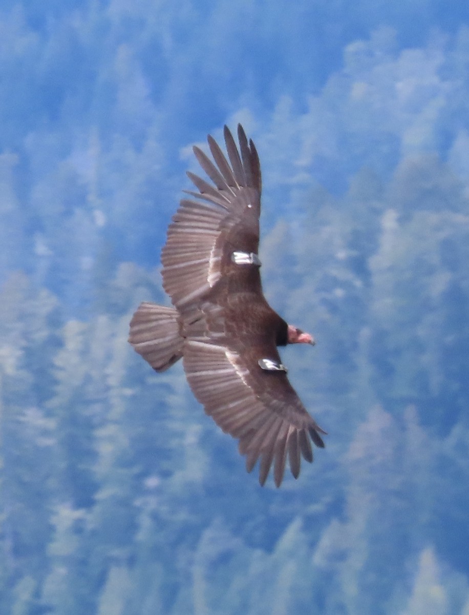 California Condor - ML617811583