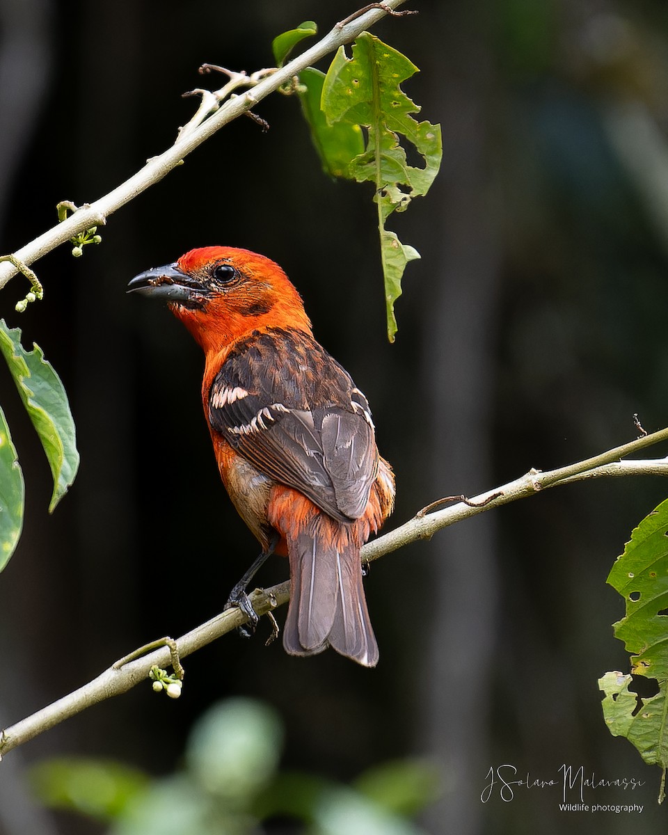 Flame-colored Tanager - ML617811595