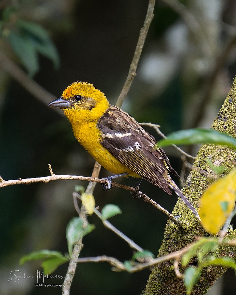 Flame-colored Tanager - Javier Solano Malavassi