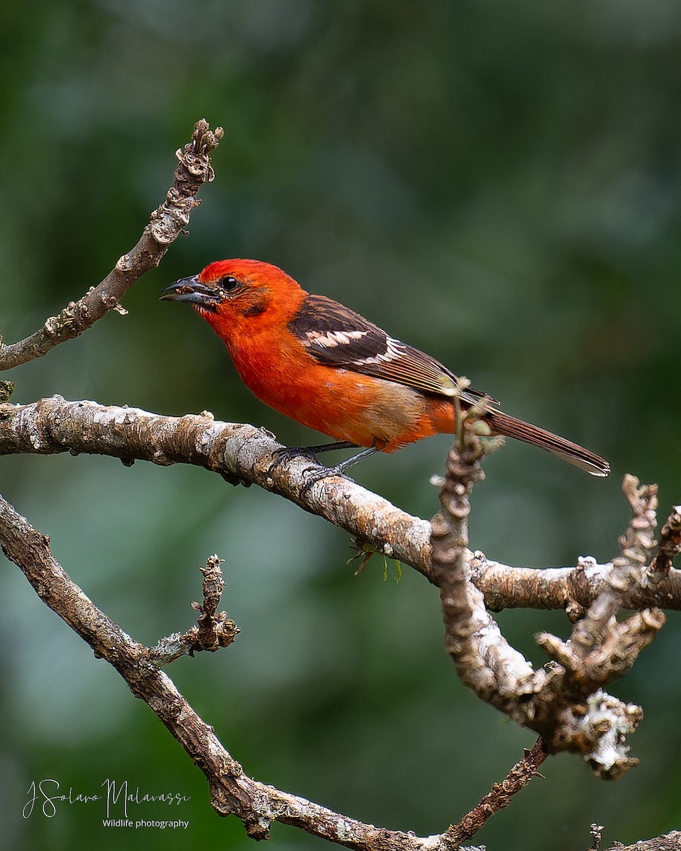 Flame-colored Tanager - ML617811597