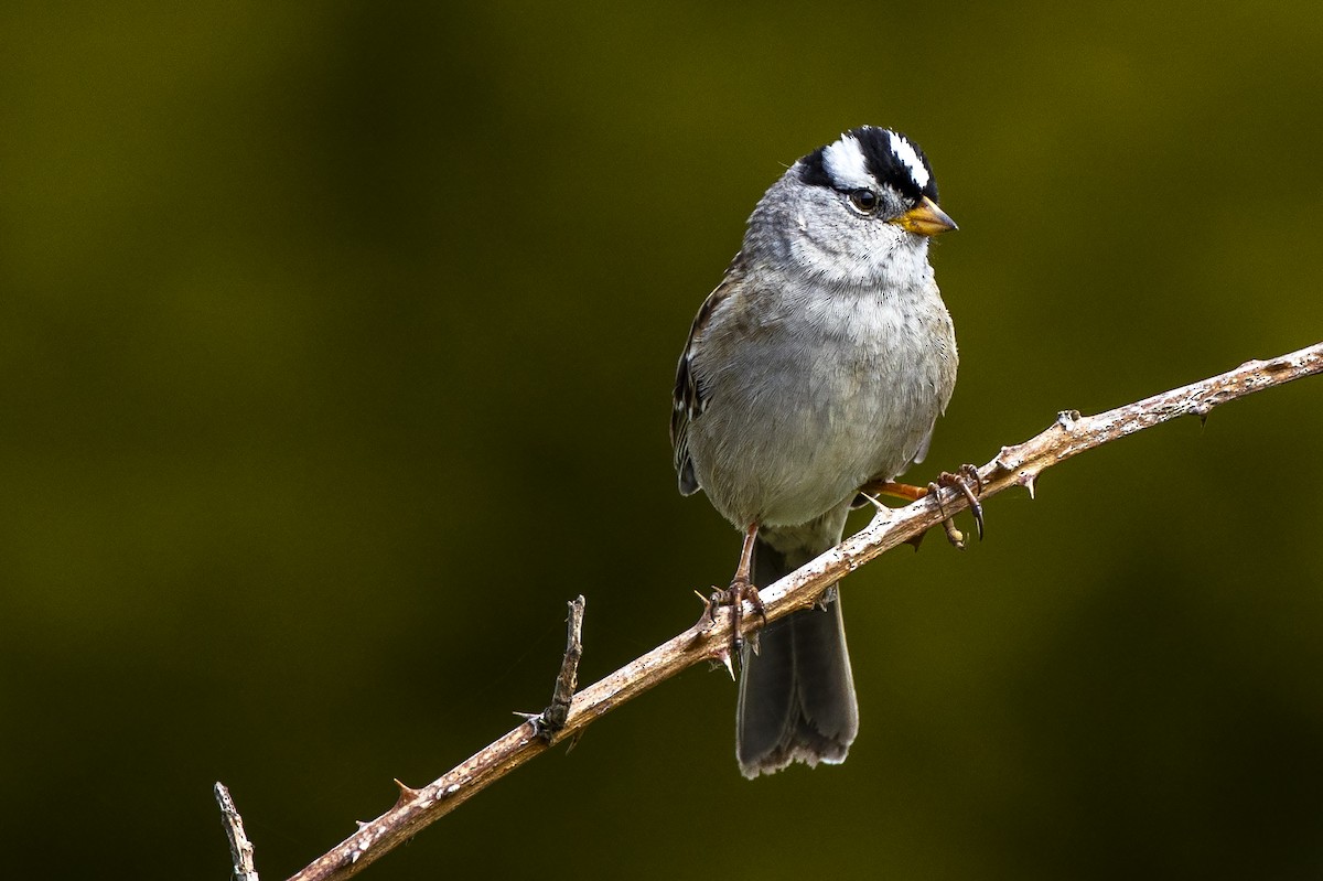 White-crowned Sparrow - Janine Schutt
