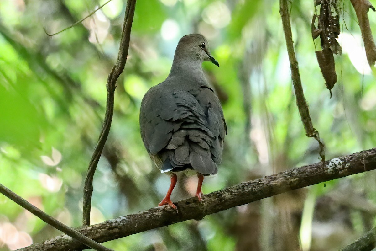 Gray-chested Dove - ML617811682