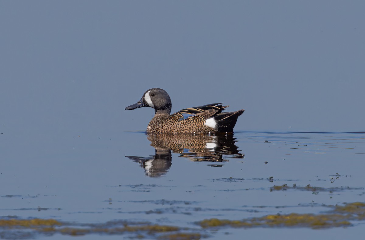 Blue-winged Teal - ML617811698
