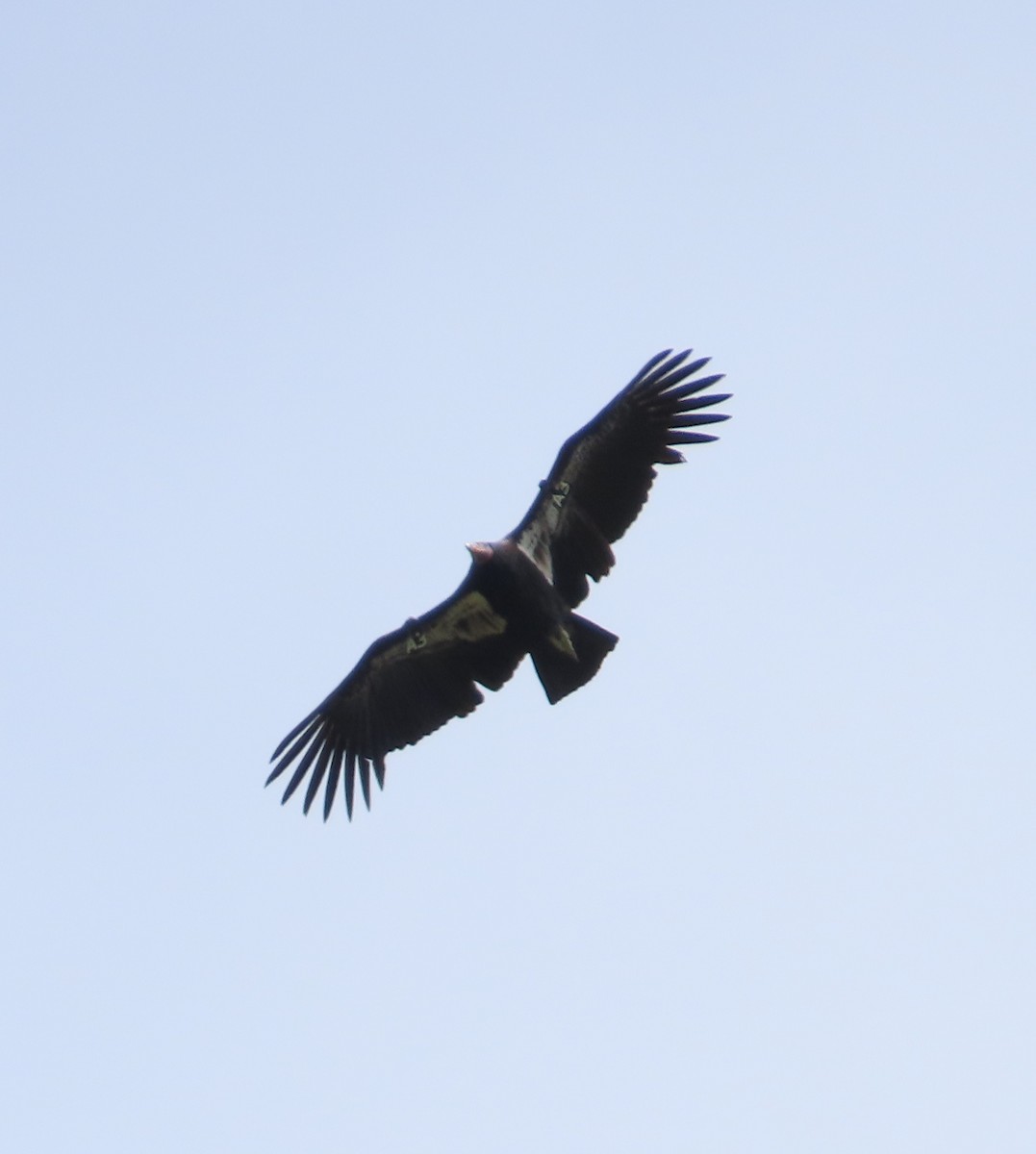 California Condor - ML617811731