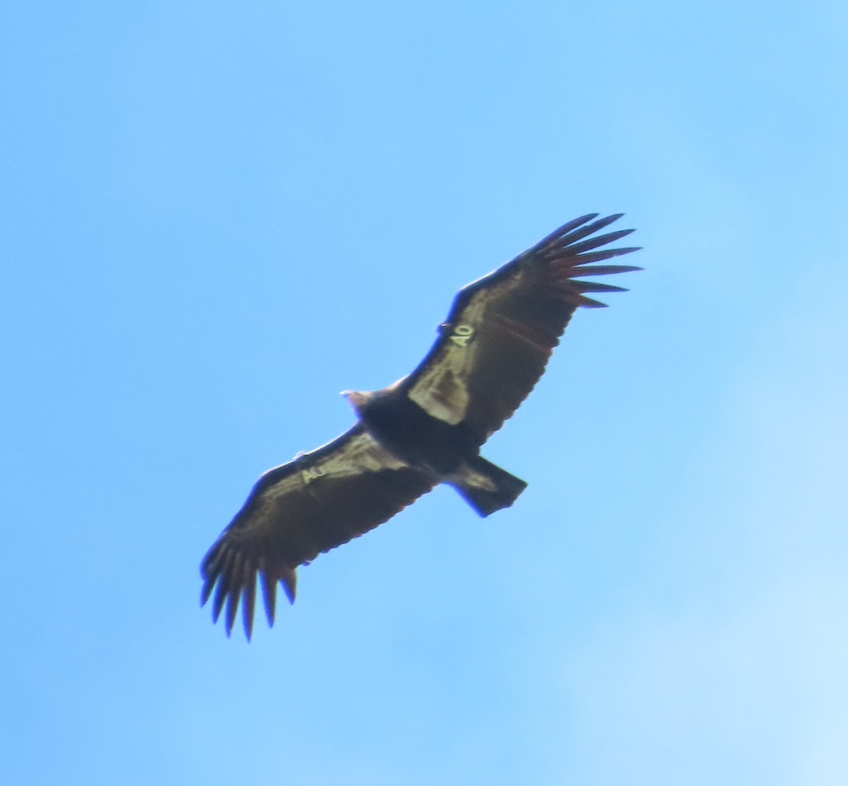 California Condor - ML617811733
