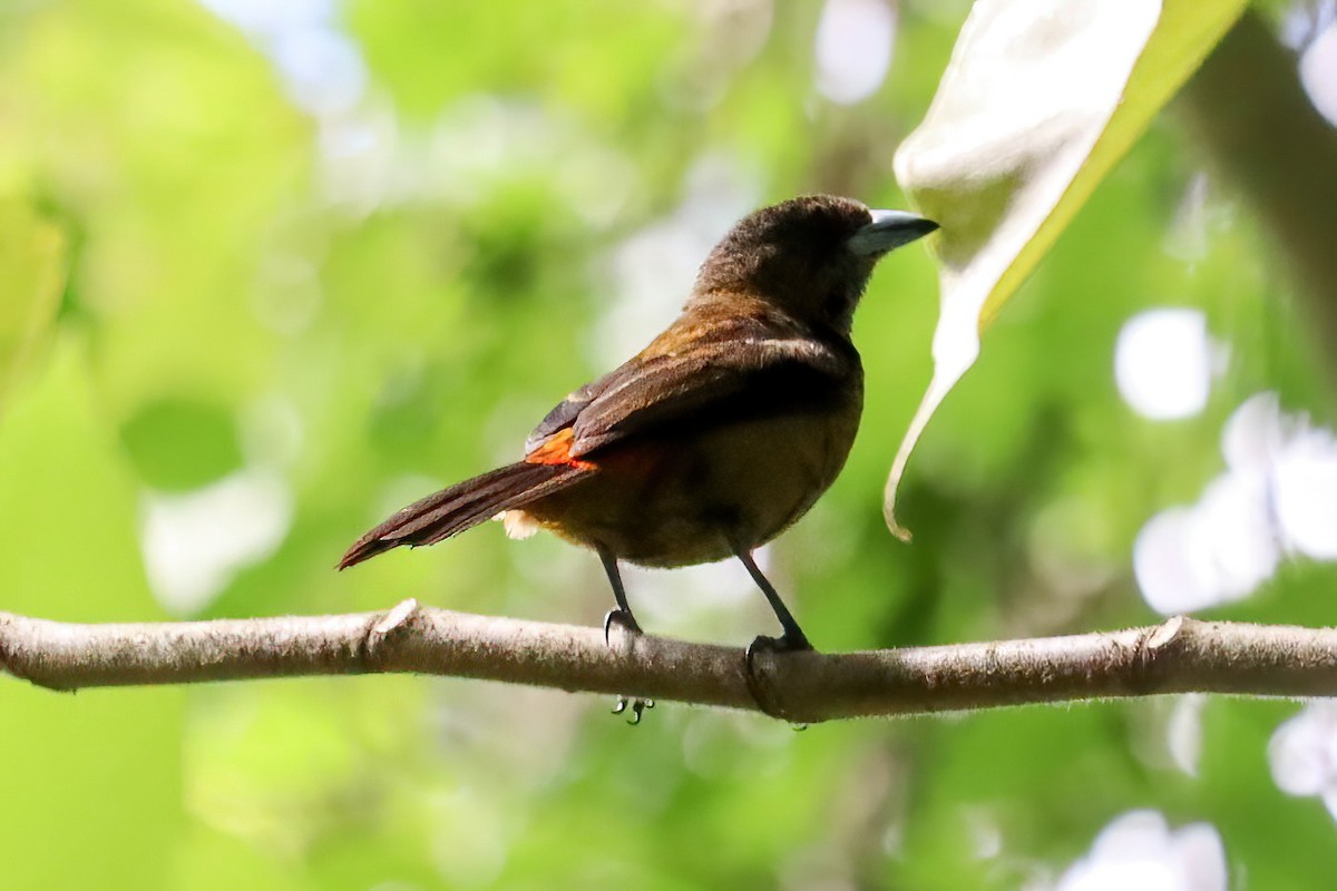 Scarlet-rumped Tanager - ML617811734
