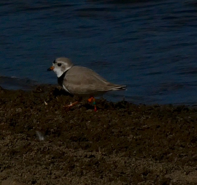 Piping Plover - ML617811744