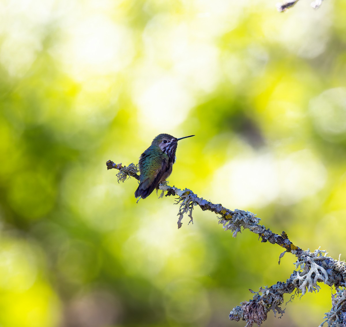 Calliope Hummingbird - Gary Woods