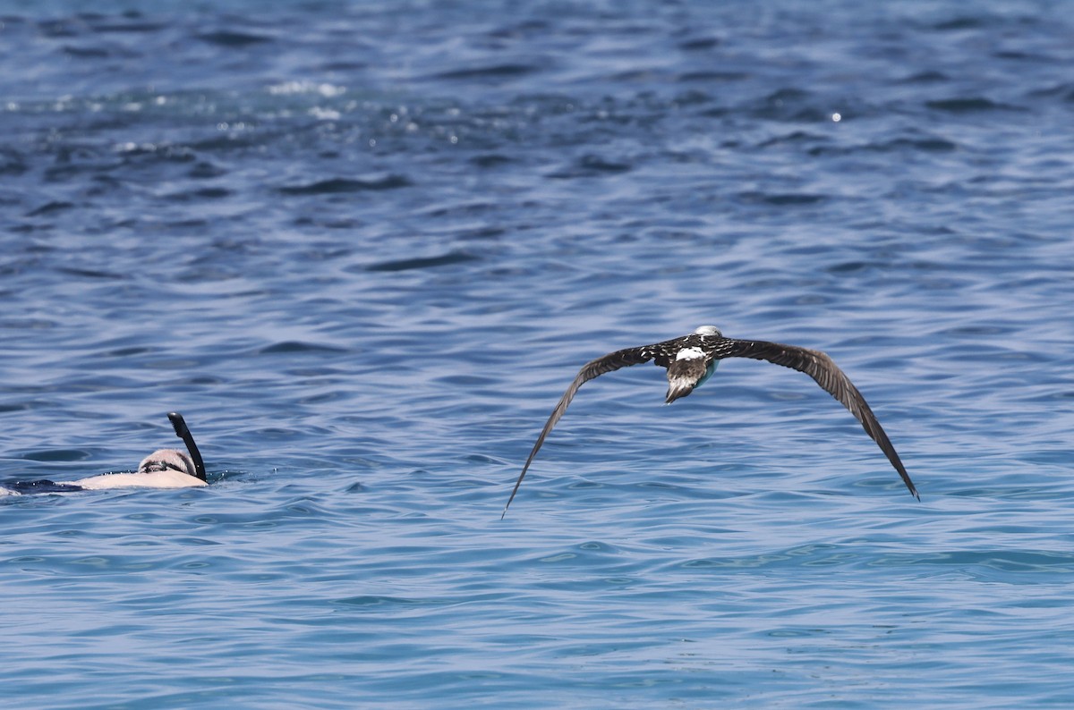 Blue-footed Booby - ML617811751