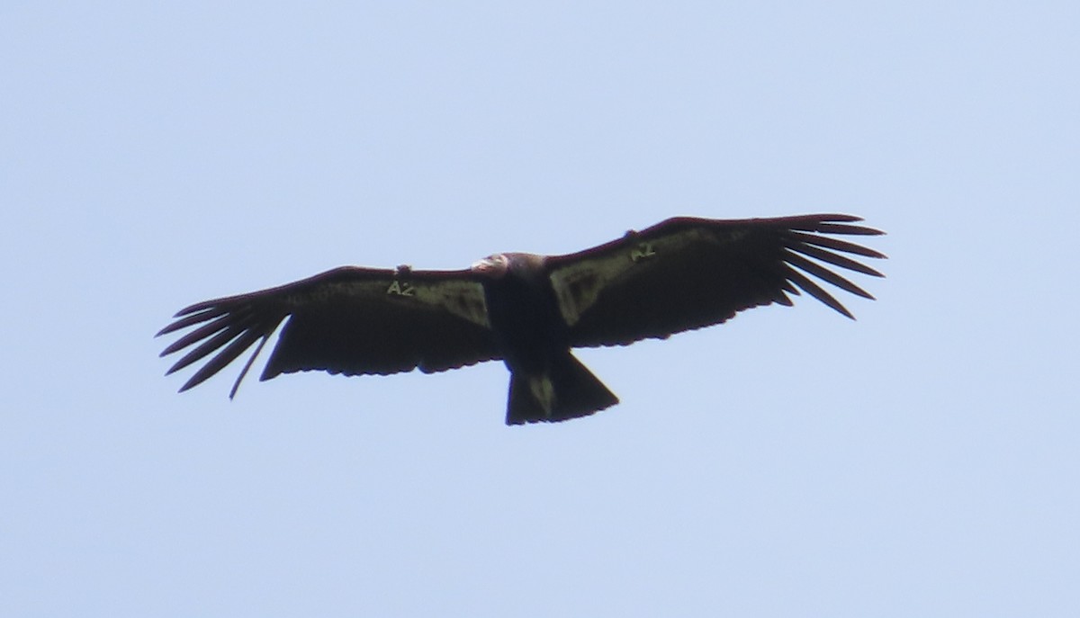 California Condor - ML617811767