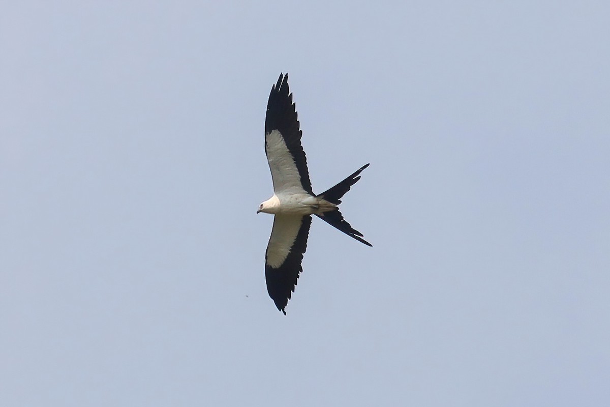 Swallow-tailed Kite - ML617811772