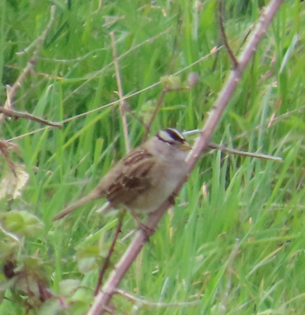 White-crowned Sparrow (pugetensis) - The Spotting Twohees