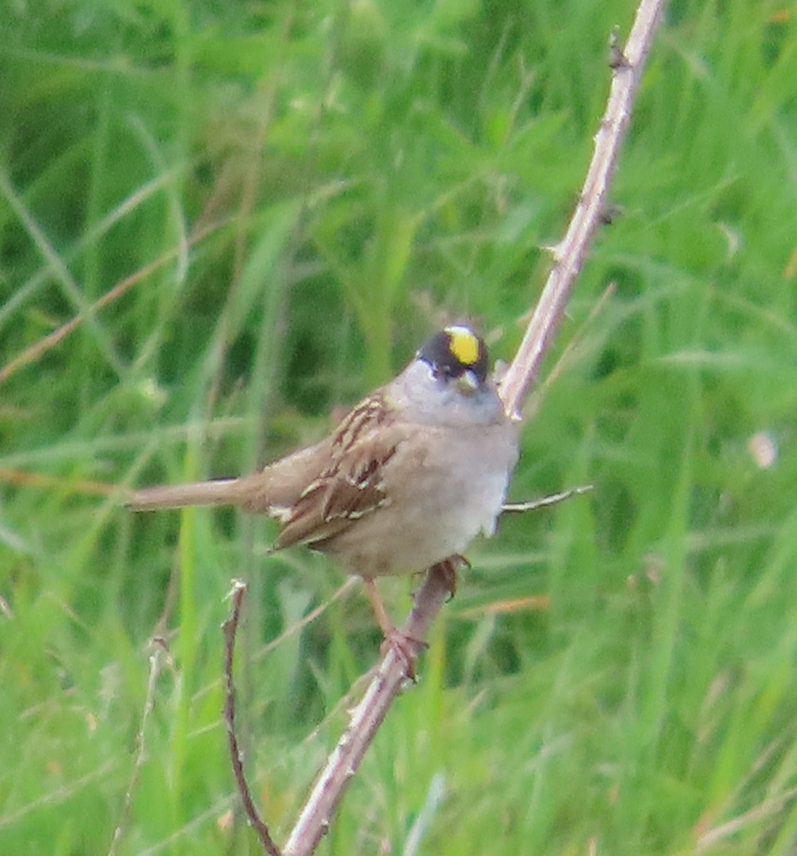 Golden-crowned Sparrow - The Spotting Twohees