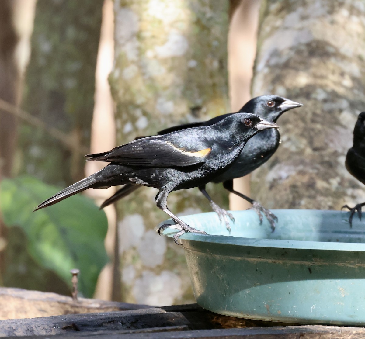 Tawny-shouldered Blackbird - ML617811848