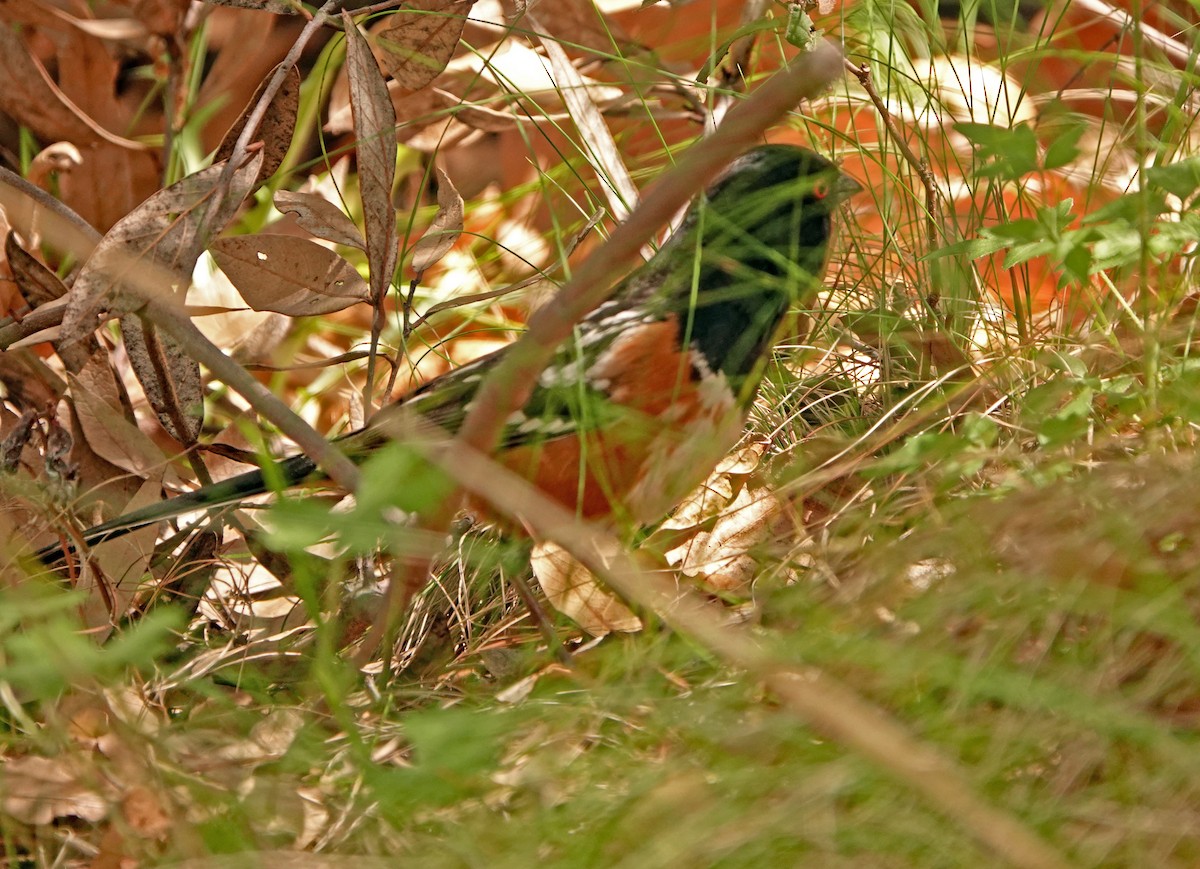 Spotted Towhee - ML617811919