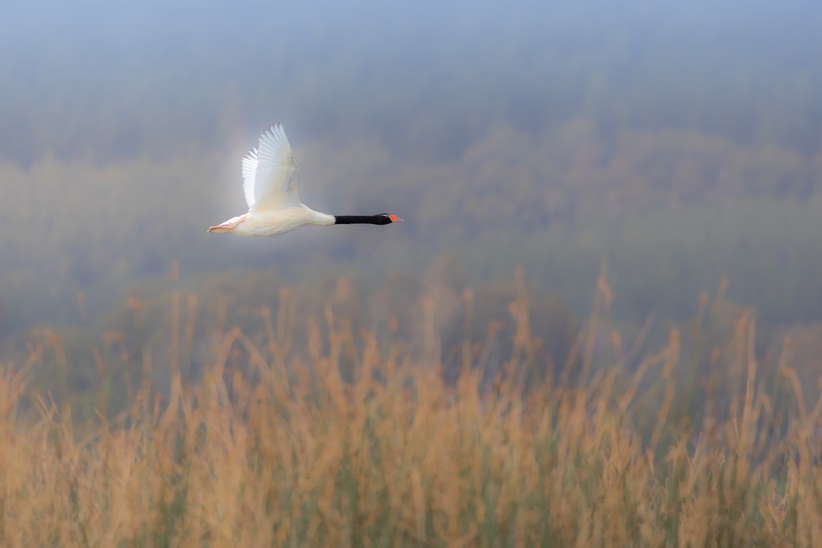 Black-necked Swan - ML617812004