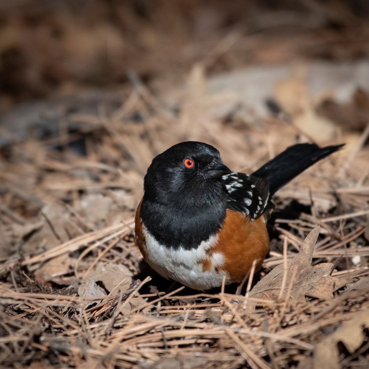 Spotted Towhee - ML617812007
